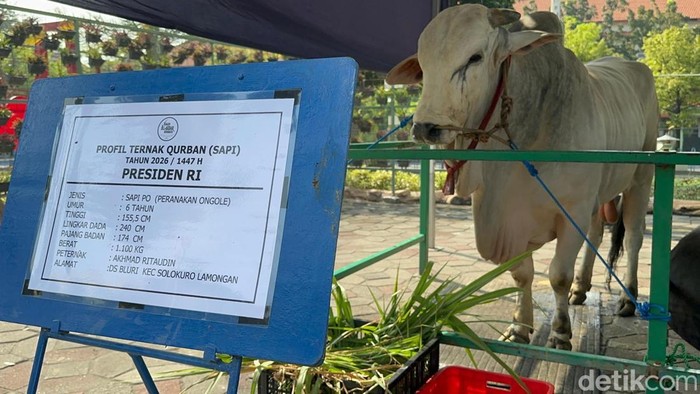 Gerindra Tegaskan Pengadaan Sapi Kurban Presiden Sesuai Aturan dan Tidak Menyalahi APBN