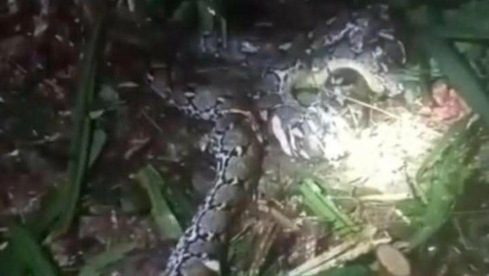 Tragedi di Maluku Utara, Seorang Perempuan Ditemukan dalam Perut Piton Usai Dilaporkan Hilang