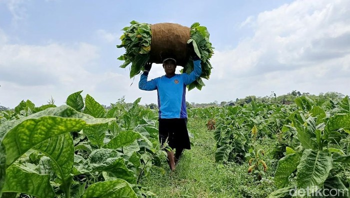 Petani Tembakau Jawa Barat Suarakan Keberatan terhadap Sejumlah Regulasi, Khawatirkan Dampak pada Mata Pencaharian